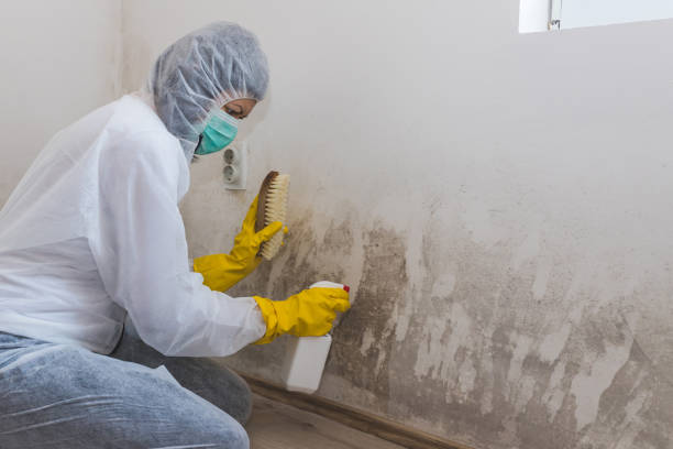 Best Black Mold Removal  in Difficult Run, VA