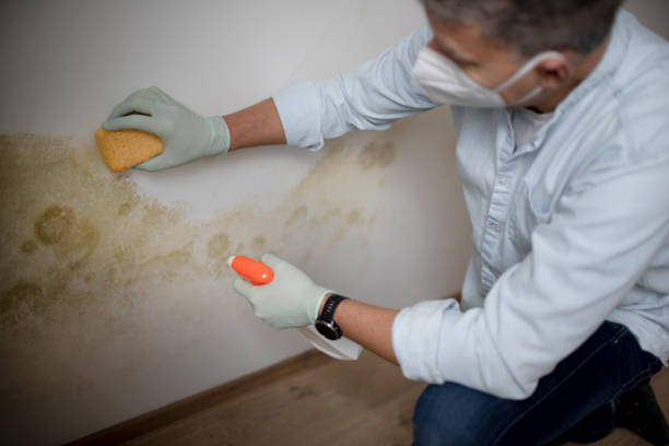 Mold Testing and Removal in Difficult Run, VA