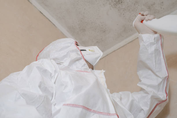 Trusted Difficult Run, VA Mold Removal Experts