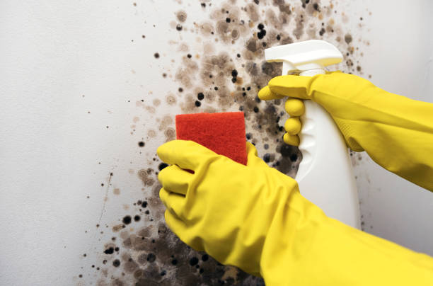 Best Certified Mold Removal  in Difficult Run, VA