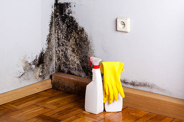 Best Toxic Mold Removal  in Difficult Run, VA