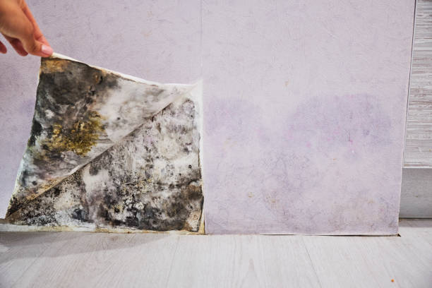 Best Mold Testing and Removal  in Difficult Run, VA